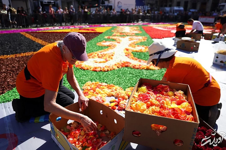تصاویر زیباترین فرش‌های گل جهان | راهکار بروکسل برای پهن کردن یک فرش گل زیبا | وجه تمایز فرش گل محلات و فرش گل کرج را ببینید